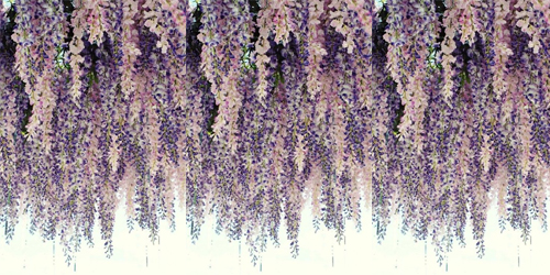 Wisteria Lavendel
